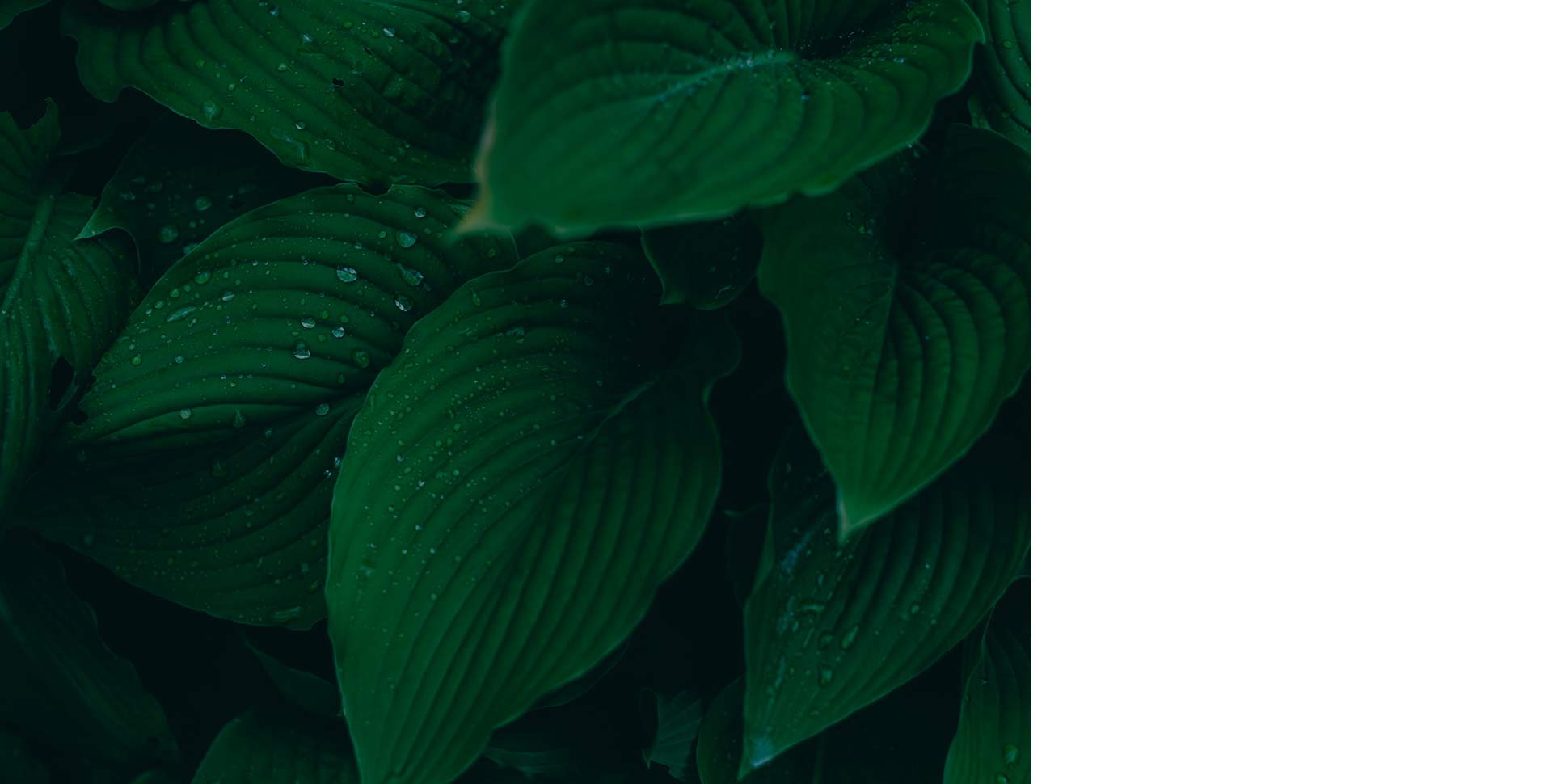 parallax background